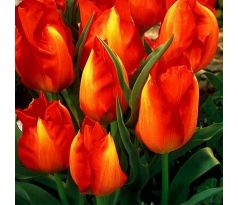 Tulipa vved.Tangerine Beauty