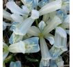 Iris reticulata Frozen Planet
