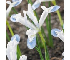 Iris reticulata Frozen Planet
