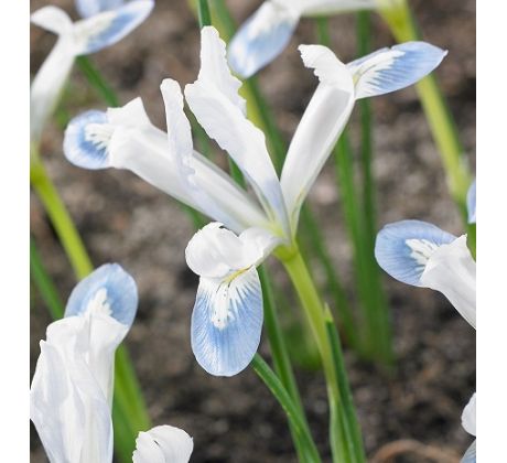 Iris reticulata Frozen Planet
