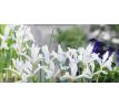 Iris reticulata Frozen Planet