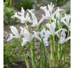 Iris reticulata Frozen Planet
