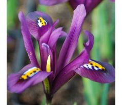 Iris reticulata DIJT