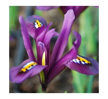 Iris reticulata DIJT