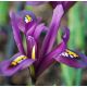 Iris reticulata - DIJT