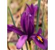 Iris reticulata DIJT