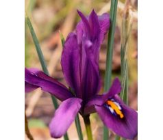 Iris reticulata DIJT