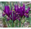 Iris reticulata DIJT