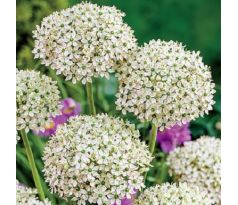 Allium nigrum