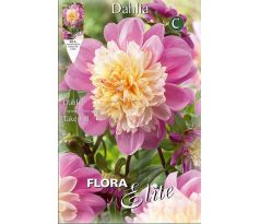 Dahlia - Take Off