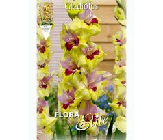 Gladiolus - Oracle