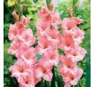 Gladiolus - Rose Supreme