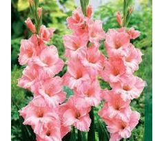 Gladiolus - Rose Supreme