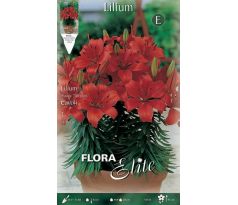 Lilium asiatic - Cavoli/3 ks