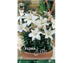 Lilium asiatic - Inuvik/3 ks