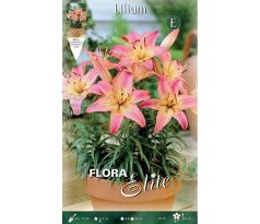 Lilium asiatic - Silla/3 ks