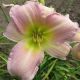 Hemerocallis - Catherine Woodbury