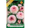 Ranunculus picotee Pink / 10ks v balení