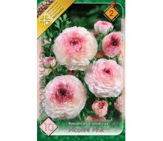 Ranunculus picotee Pink / 10ks v balení
