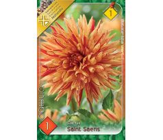Dahlia - Saint Saens
