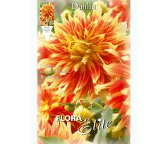Dahlia - Bodacious