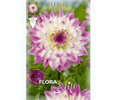Dahlia - Ferncliff Illusion