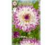Dahlia - Ferncliff Illusion