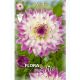 Dahlia - Ferncliff Illusion