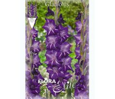Gladiolus - Flirty