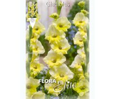 Gladiolus - Banana Ice