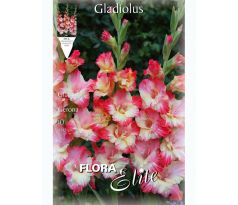 Gladiolus - Gerona
