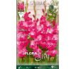 Gladiolus - Fairytale Pink