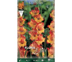 Gladiolus - Princess Margaret Rose