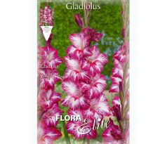 Gladiolus - Repolio Rojo