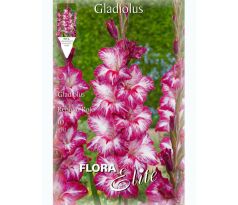 Gladiolus - Repolio Rojo