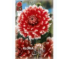 Dahlia - Red and White Fubuki