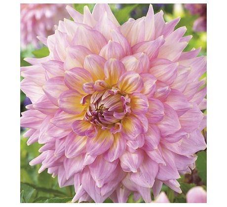 Dahlia - Strawberry Ice