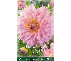 Dahlia - Strawberry Ice