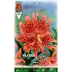 Lilium - Flore Pleno/2ks