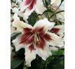 Lilium - Zeba/2ks