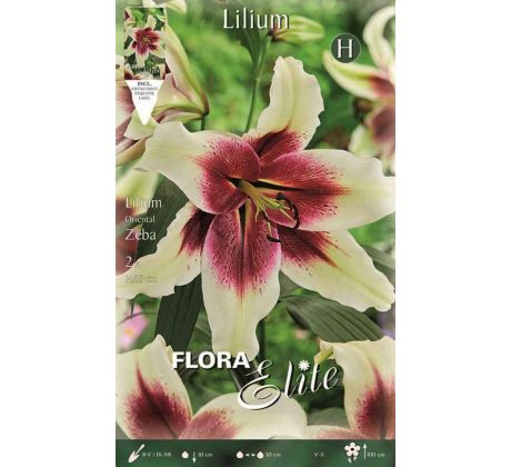 Lilium - Zeba/2ks