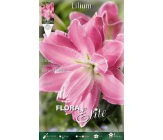Lilium - Lotus Wonder/2 ks