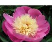 Paeonia Bowl of Beauty