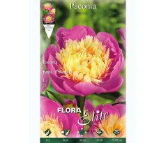 Paeonia Bowl of Beauty