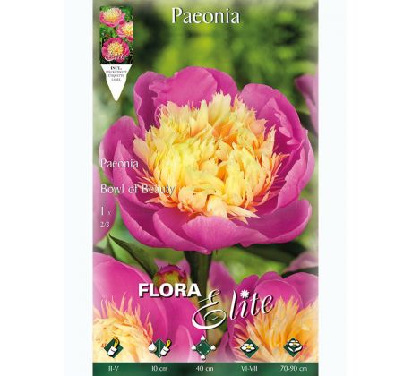 Paeonia Bowl of Beauty