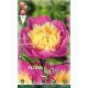 Paeonia Bowl of Beauty