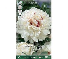 Paeonia - Festiva Maxima