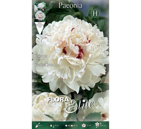 Paeonia - Festiva Maxima