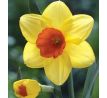 Narcissus - Red Devon