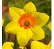 Narcissus - Red Devon